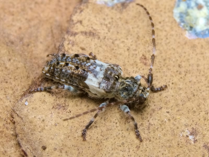 Pogonocherus fasciculatus (De Geer, 1775)